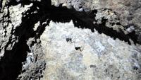 Die schwarze Witwe