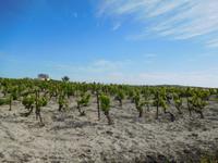 Doñana Park (10)