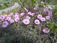 Doñana Park (13)