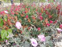 Doñana Park (14)