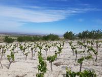 Doñana Park (2)