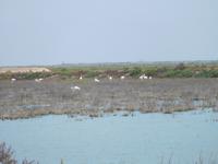 Doñana Park (34)