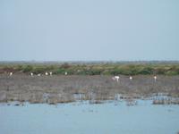 Doñana Park (35)