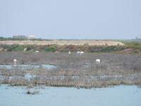 Doñana Park (36)