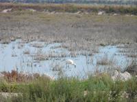 Doñana Park (38)