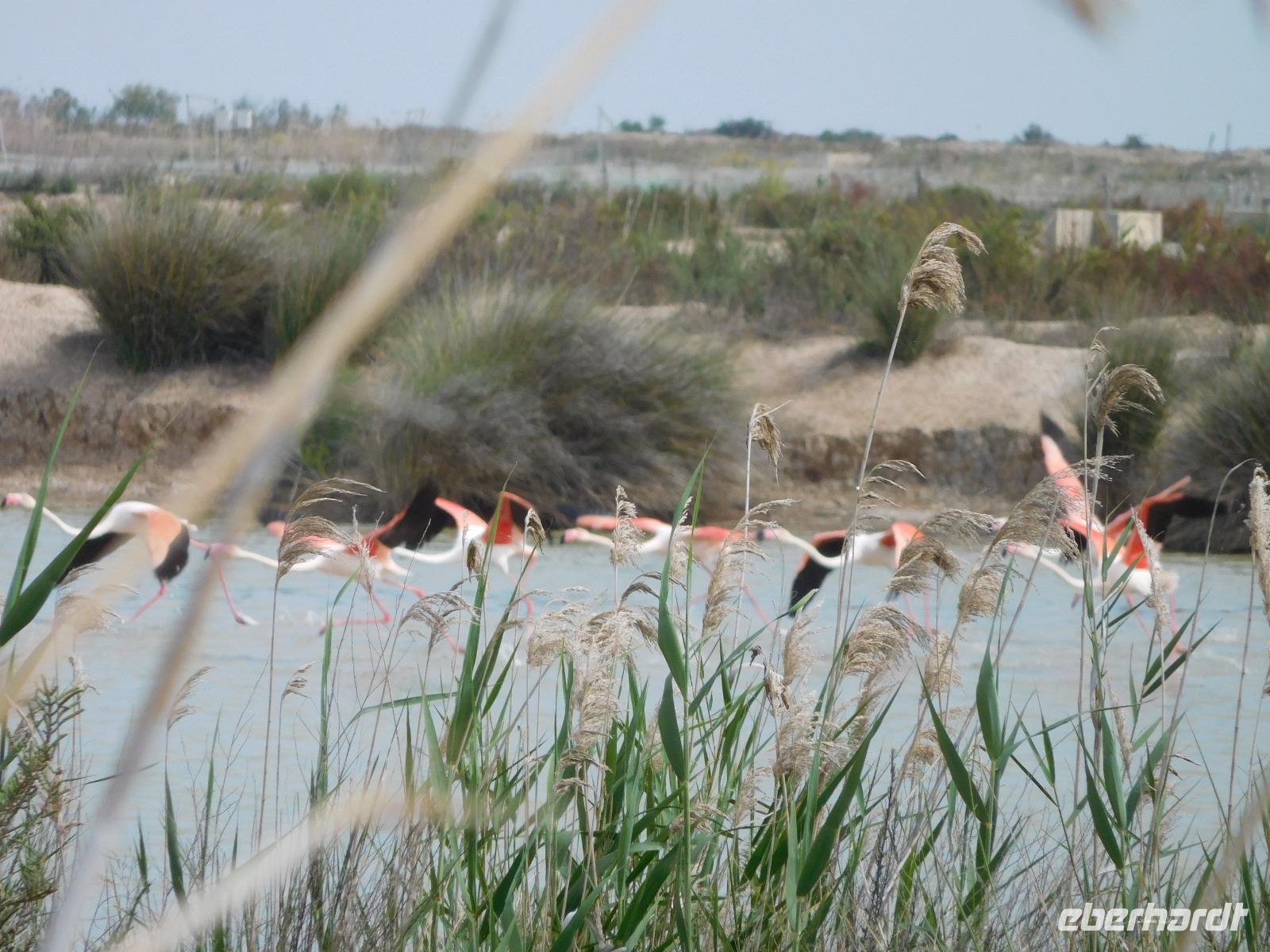 Doñana Park (42)