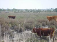 Doñana Park (46)