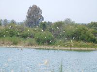 Doñana Park (52)