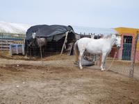 Doñana Park (57)