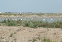 Donana Nationalpark - 10 Tage Radreise Andalusien entlang der Via Verde - Natur und Kultur in Spanien