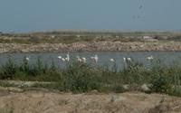 Donana Nationalpark - 10 Tage Radreise Andalusien entlang der Via Verde - Natur und Kultur in Spanien