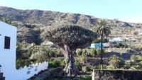 Drachenbaum in Icod de los Vinos