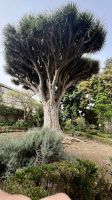 Drachenbaum, Botanischer Garten 