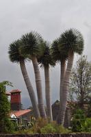 Drachenbaum