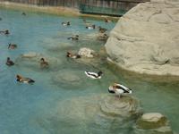 Enten