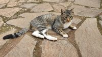 Erinnerung an Kater Biene