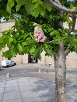 Esskastanienblüte