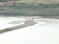 Flamingos auf Sardinien