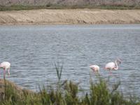 Flamingos