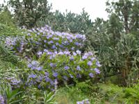 Flora auf La Palma