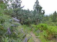 Flora auf La Palma
