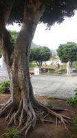 Garachico