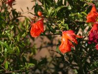 Granatapfelblüte