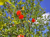 Granatapfelblüten