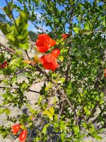 Granatapfelblüten