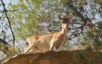 Guadalteba Nationalpark - Wanderreise Spanien – zu Fuß durch sonniges Andalusien