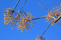 IMG_2171