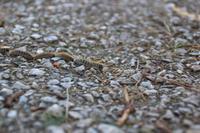 IMG_2405