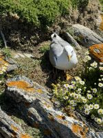Insel Ons