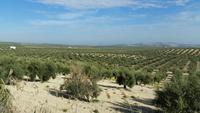 Jaen - Alcaudete - 10 Tage Radreise Andalusien entlang der Via Verde - Natur und Kultur in Spanien