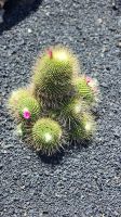 Jardin de Cactus