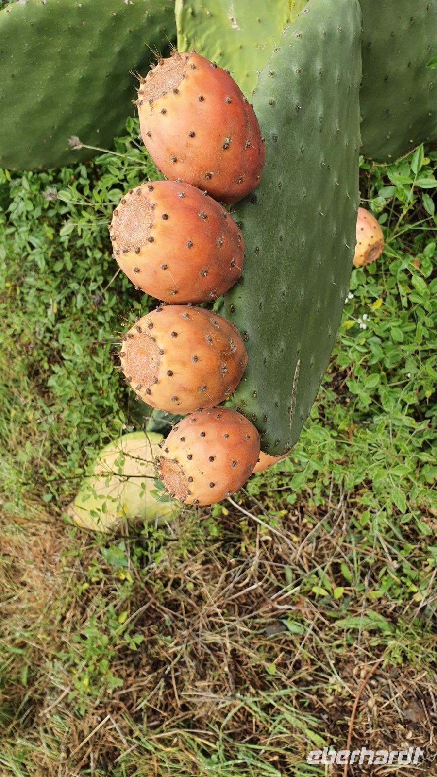 Kaktusfrüchte