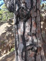 Kanaren, El Hierro, 