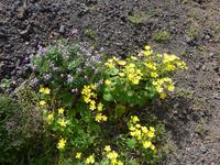 Kanaren, El Hierro