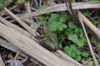 Kanarischer Laubfrosch