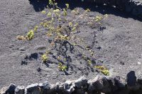 La Geria Weinanbau