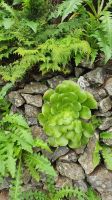La Gomera, Aeonium