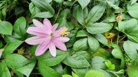 La Gomera, Blüte der blauen Passionsfrucht