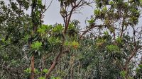 La Gomera, Erdbeerbaum