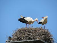 Liebesspiel