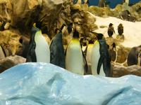 Loro Parque, Puerto de la Cruz, Teneriffa