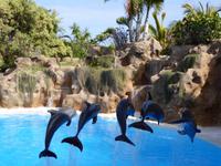 Loro Parque, Puerto de la Cruz, Teneriffa
