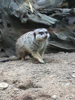 Loro Parque