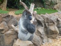 Loro Parque