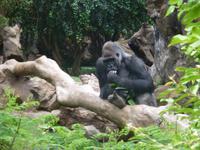Loro Parque