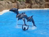 Loro Parque
